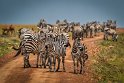 029 Masai Mara, zebra